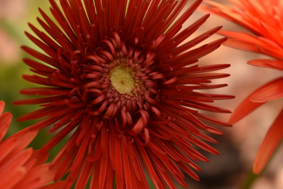 Rojo