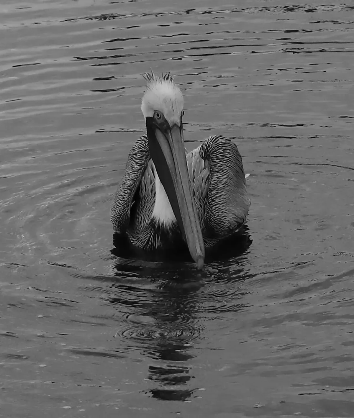 Pelican in B & W