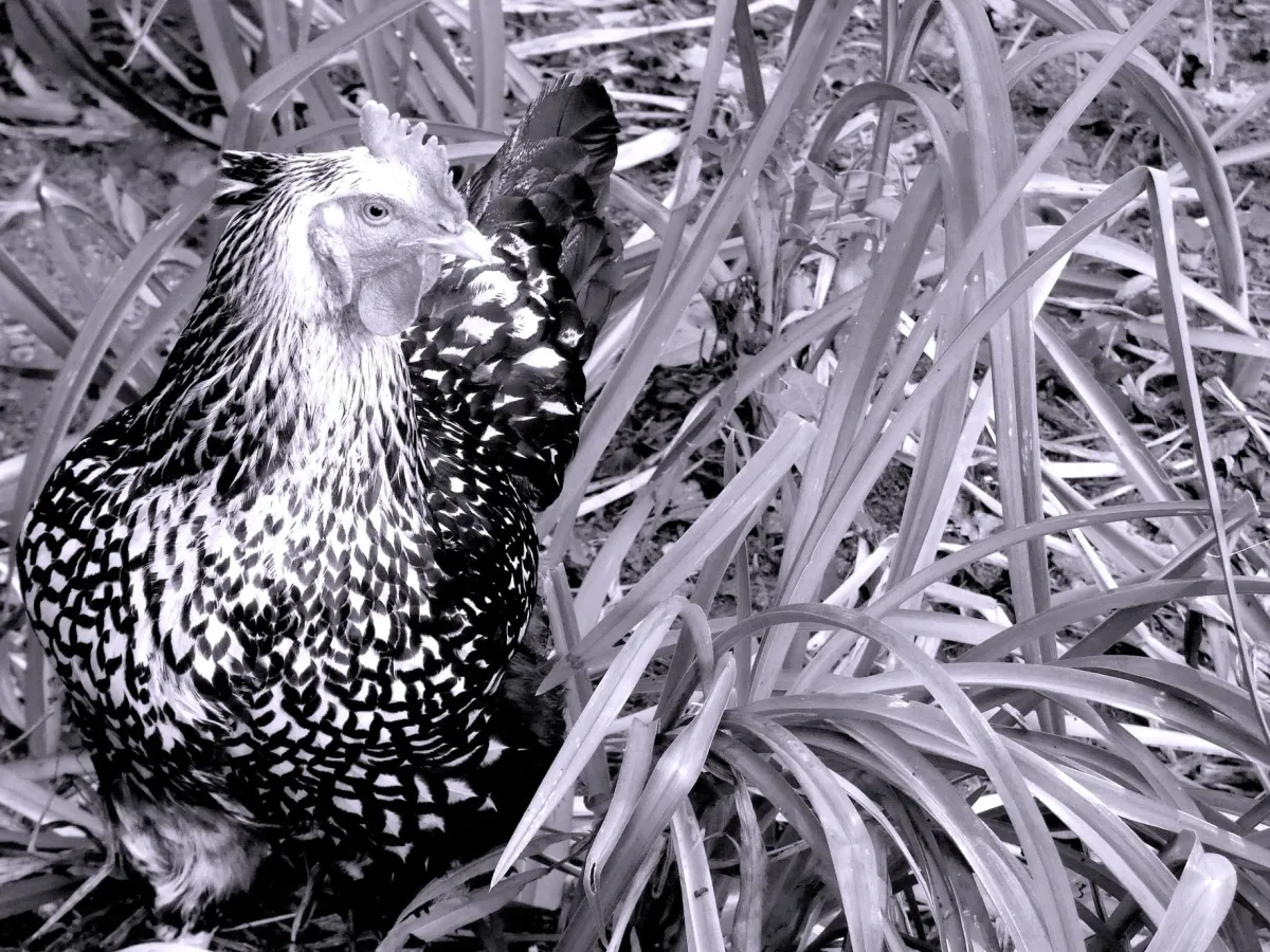 Lovely Companion 1