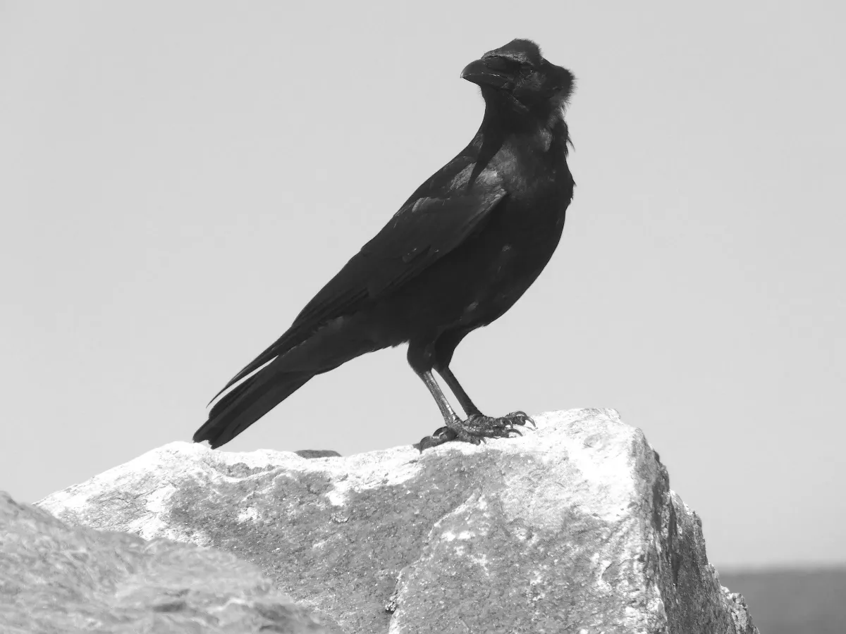BW9