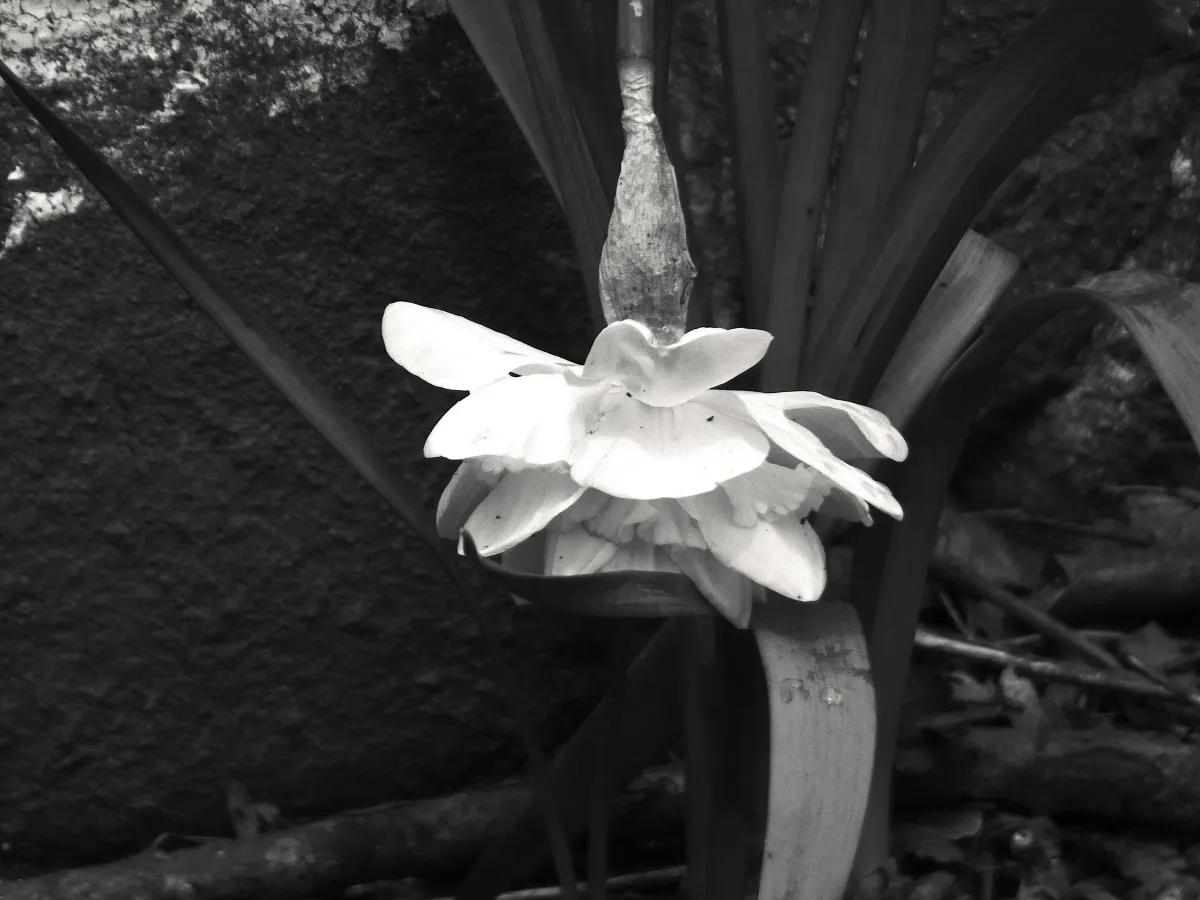 BW18