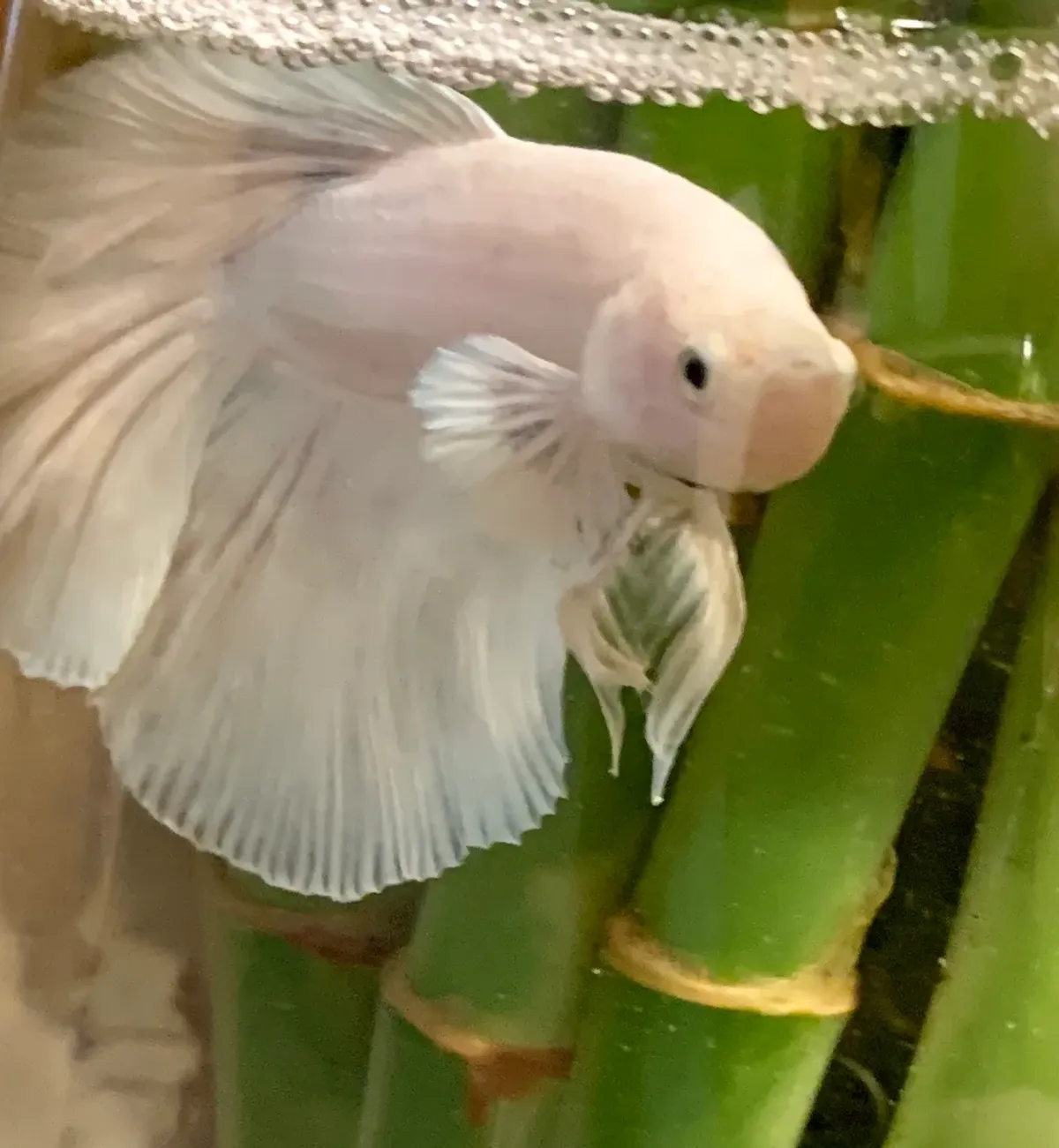 The Pearl