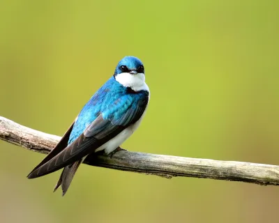 Azure Perch/Tree Swallow