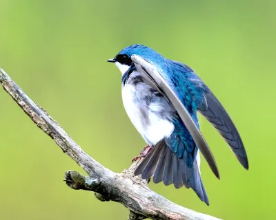 Tree Blue Swallow on Branch
