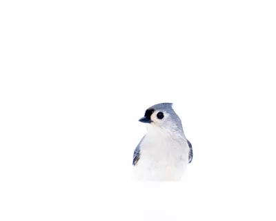 Titmouse in Snow