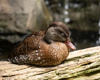 Peaceful Duck Slumber/Teal