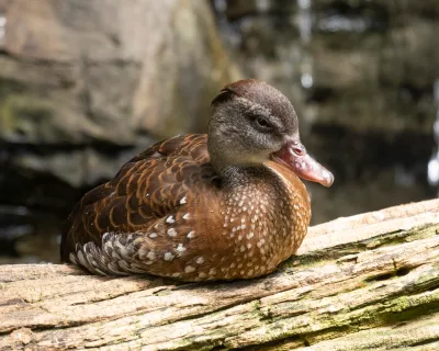 Spotted Duck's Repose/Teal