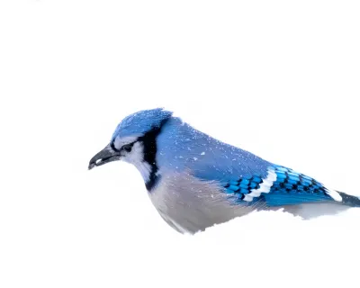 Snow-Kissed Blue Jay